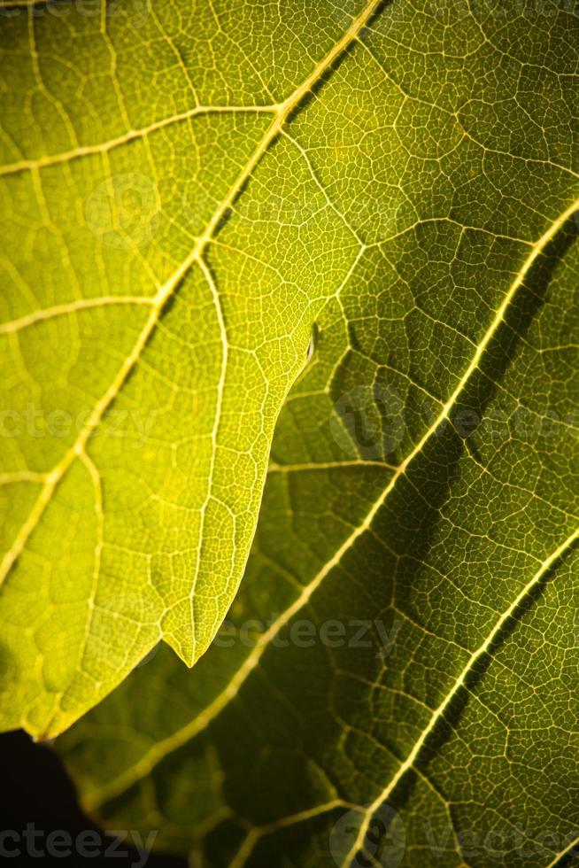 Dramatically Lit Grape Leaf on the Vine photo
