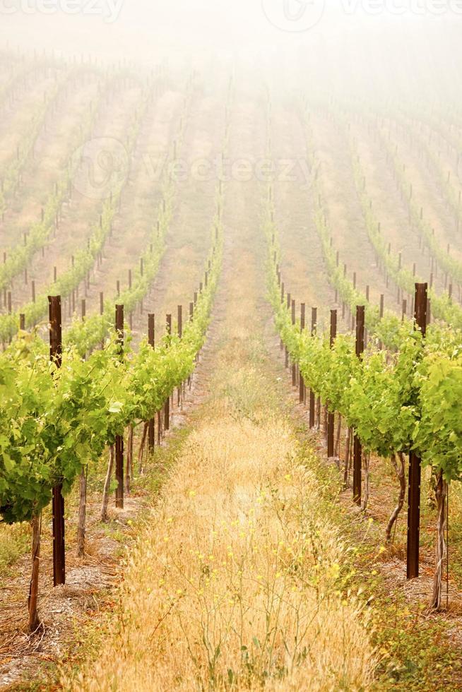 Beautiful Lush Grape Vineyard photo