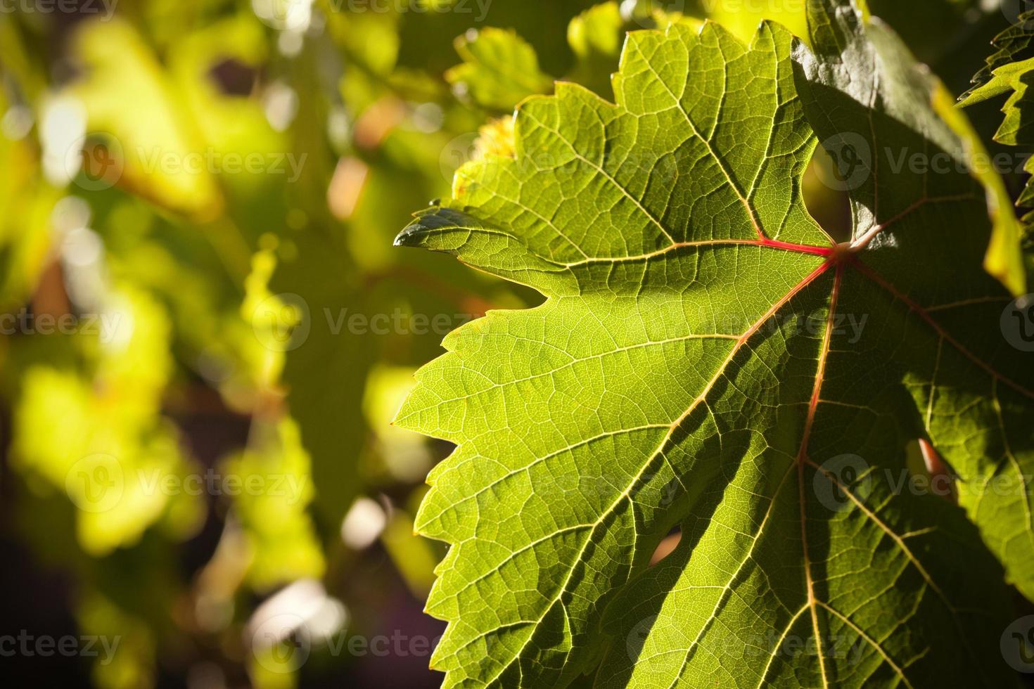 Dramatically Lit Grape Leaf on the Vine photo