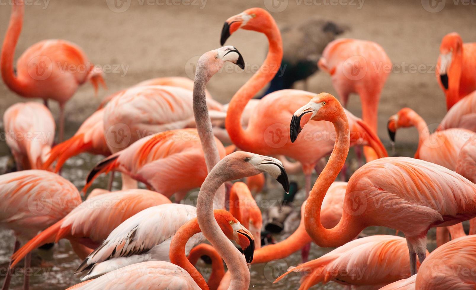 Flock of Beautiful Flamingos photo