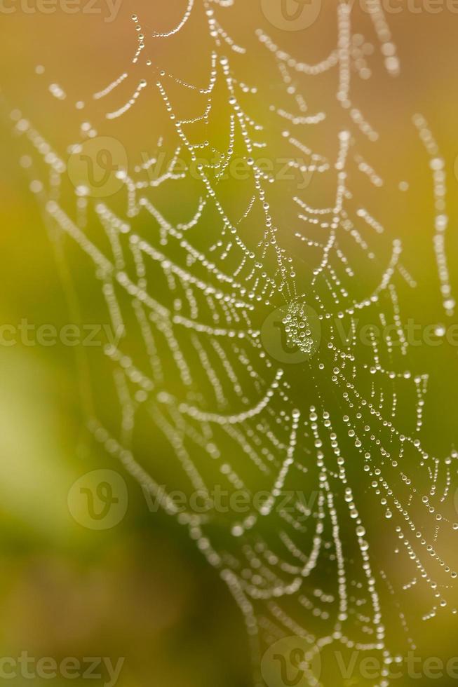 Wet Spider Web in The Morning Mist photo