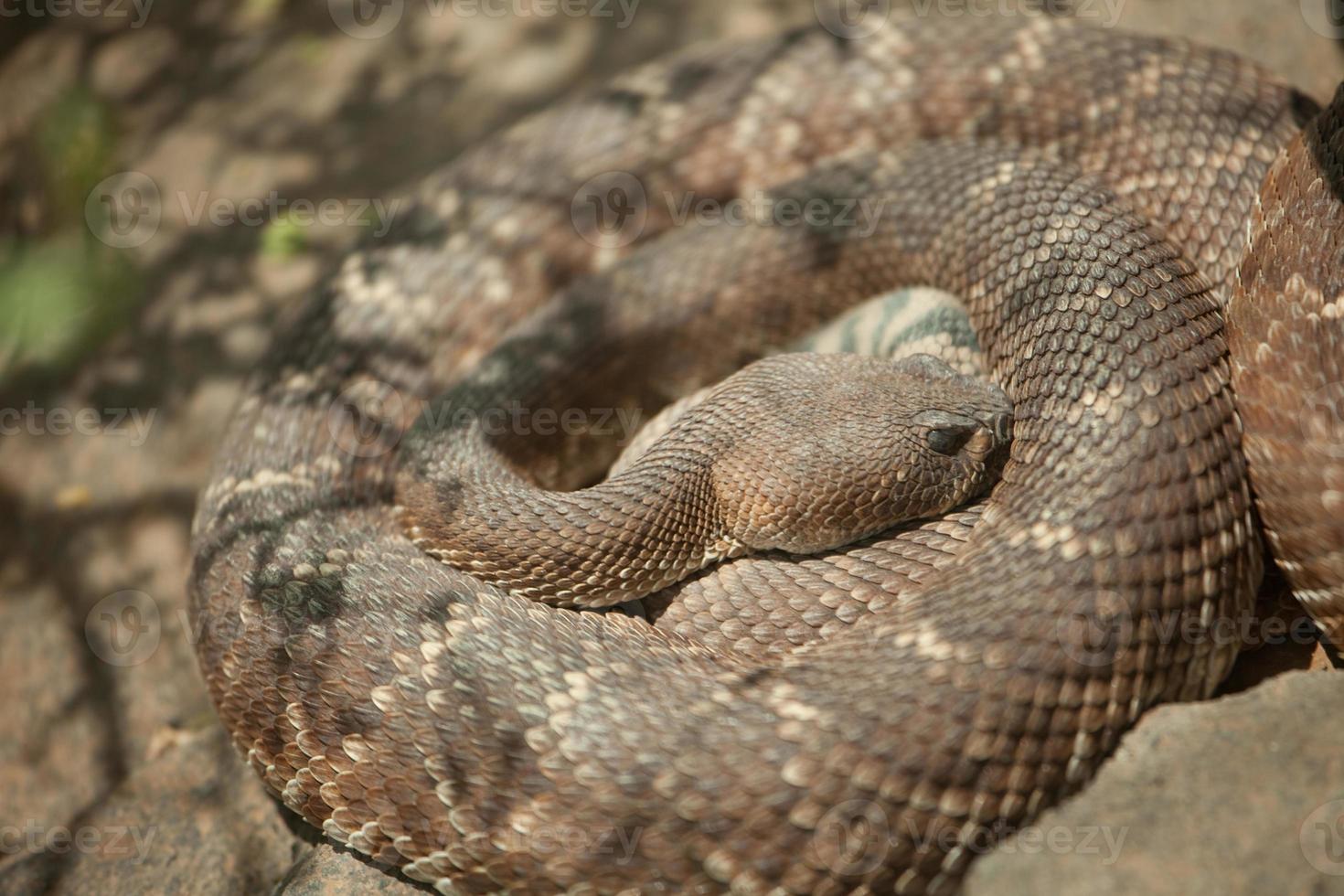 Resting Western Diamondback Rattlesnake photo