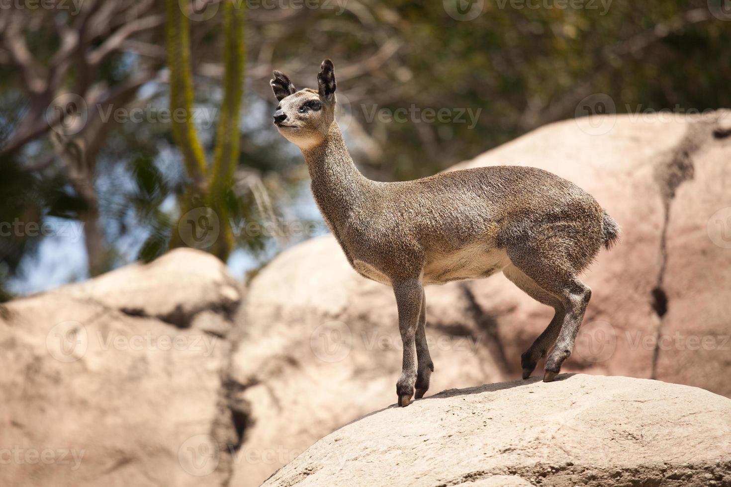 Rock-Dancing Cliff Springer, Klipspringer photo
