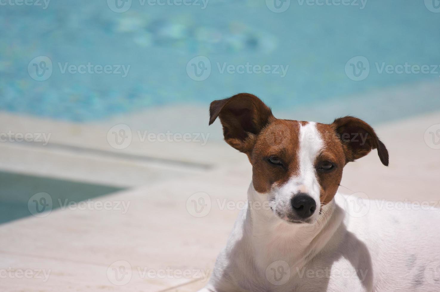 JRT soaks up the sun poolside on a warm summer day. photo