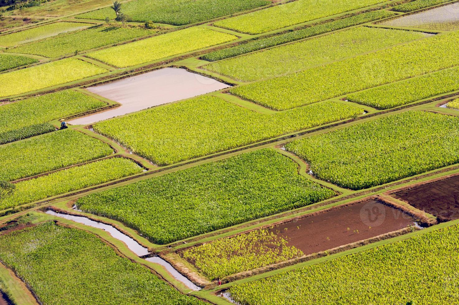 Hanalei Valley and Taro Fields photo