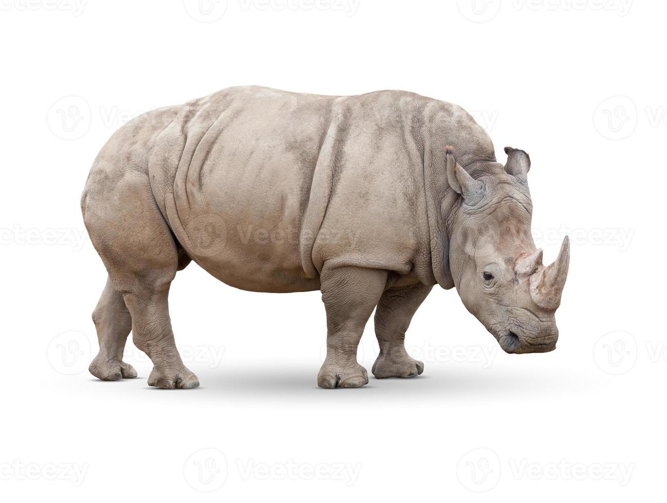 Single Large Rhinoceros Isolated on White. photo