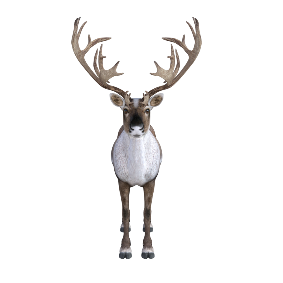 Deer isolated 3d rendering png