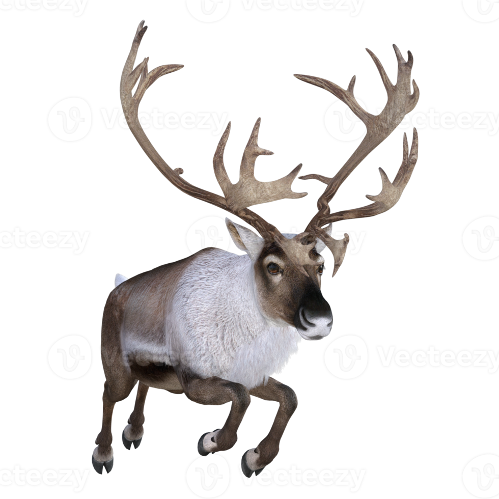 Deer isolated 3d rendering png