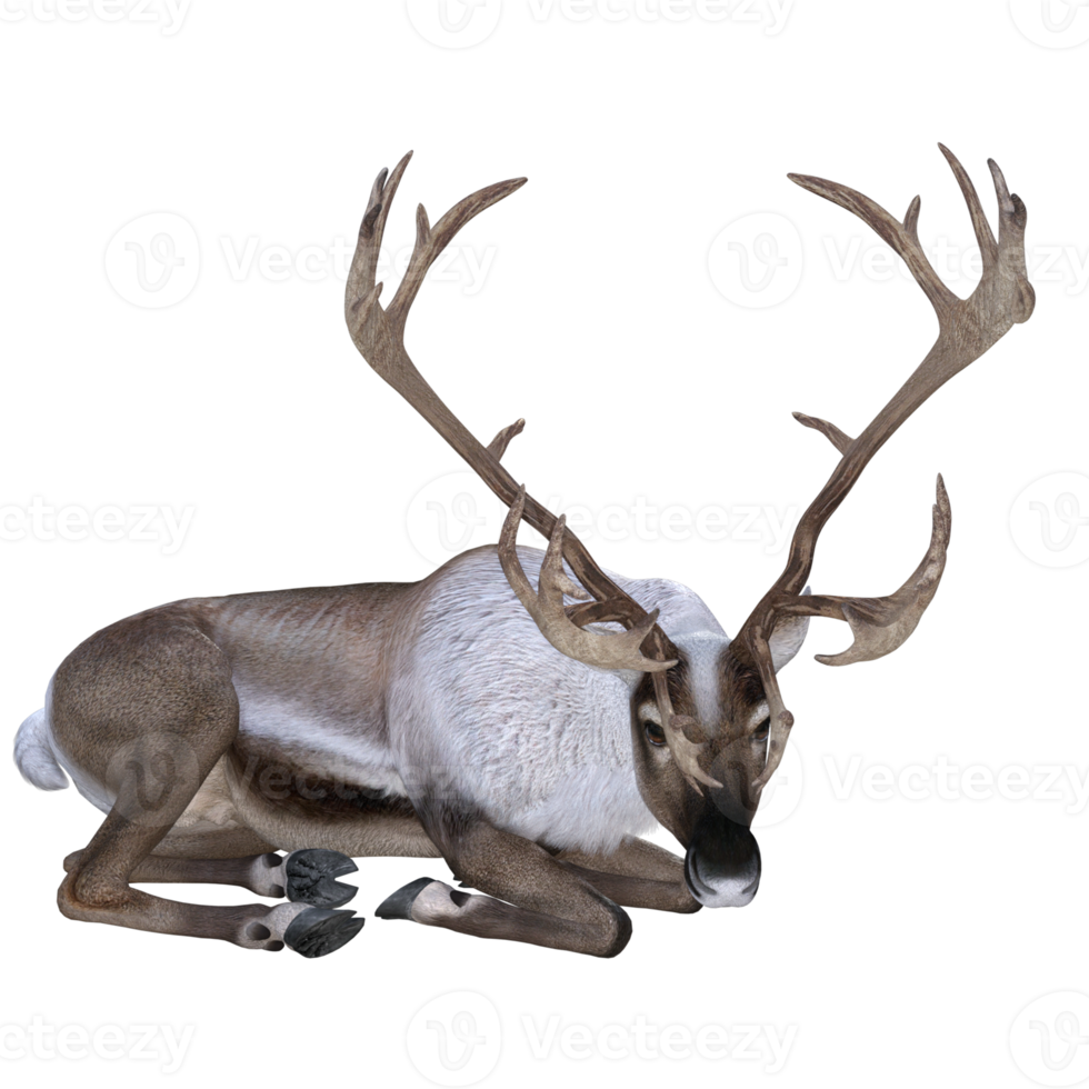 Deer isolated 3d rendering png