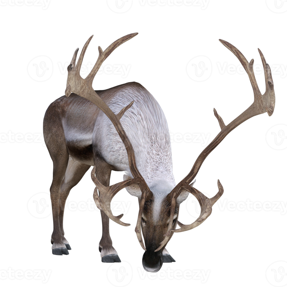 Deer isolated 3d rendering png