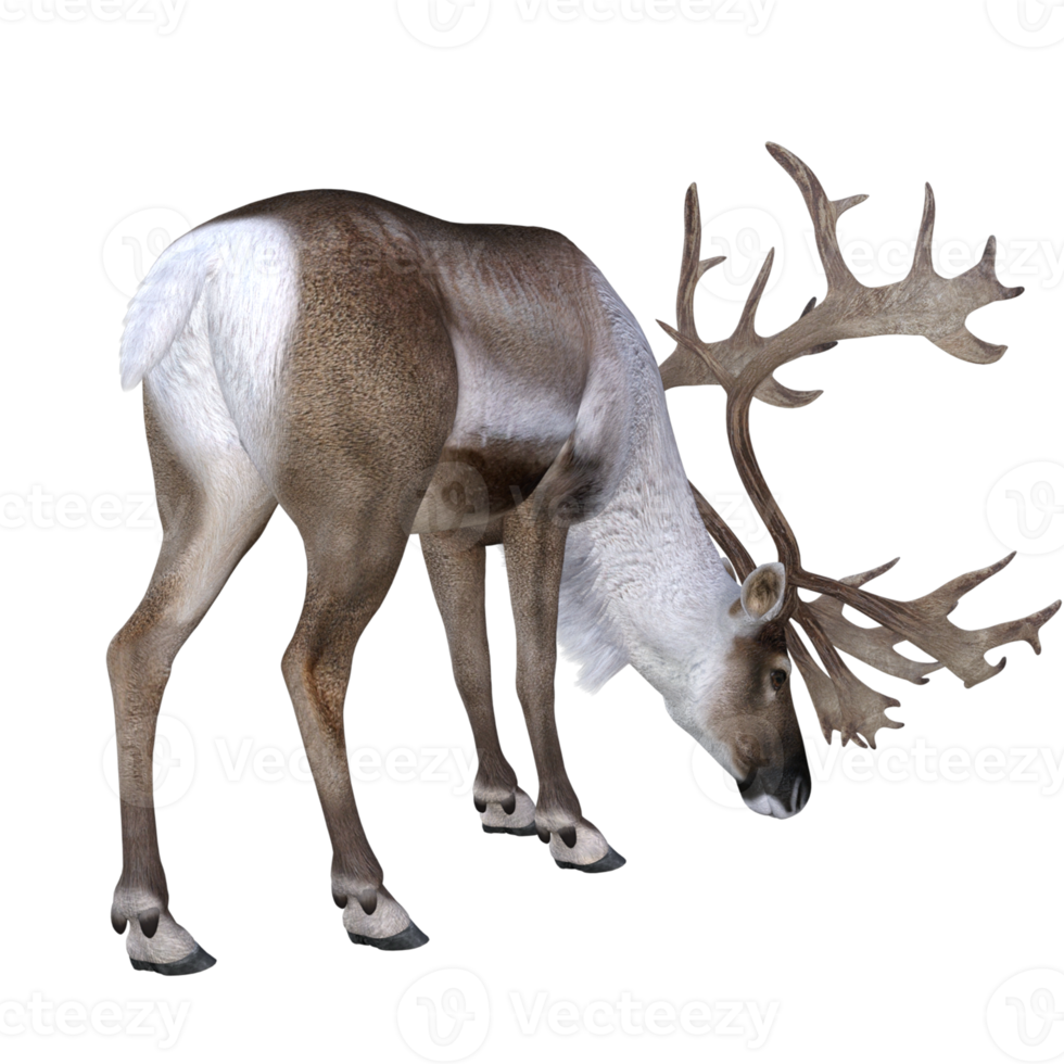 Deer isolated 3d rendering png