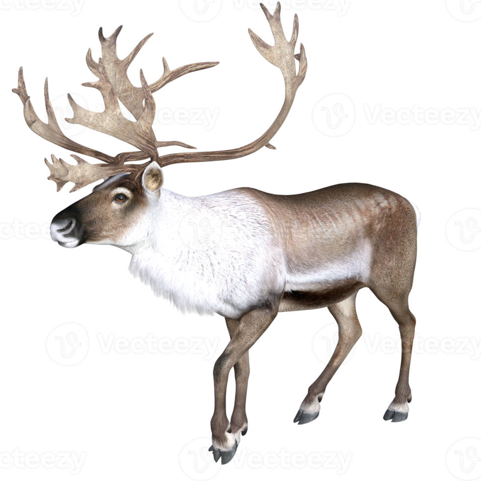 Deer isolated 3d rendering png