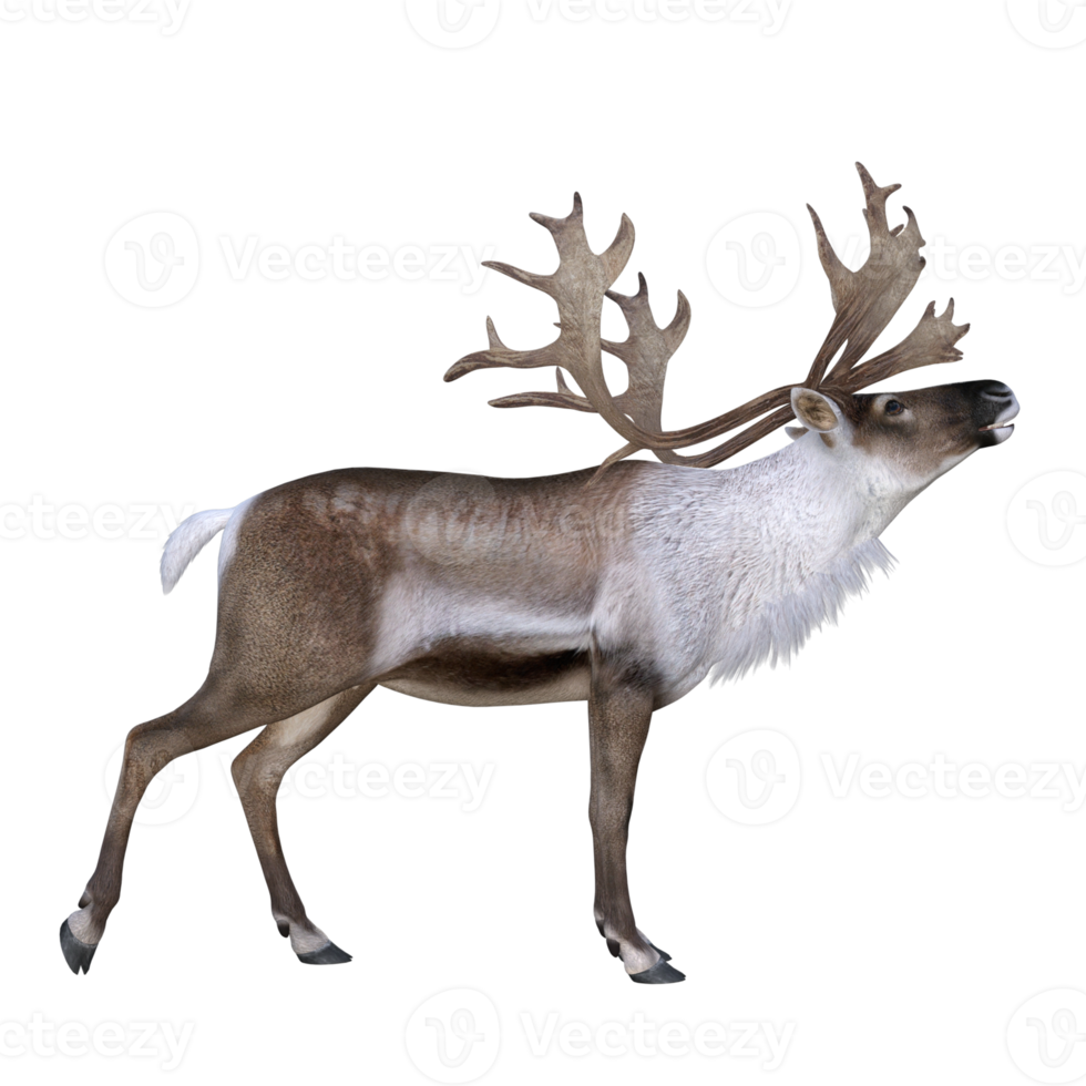 Deer isolated 3d rendering png