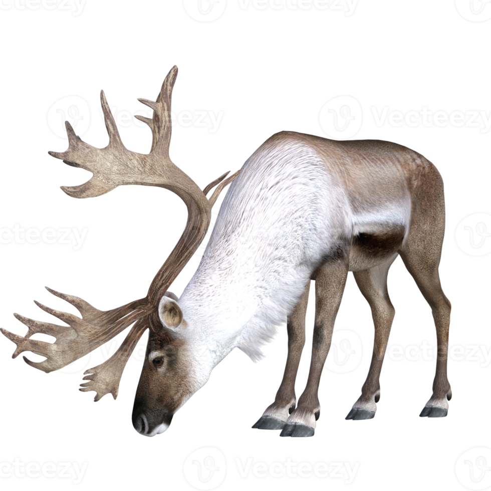 cerf isolé rendu 3d png