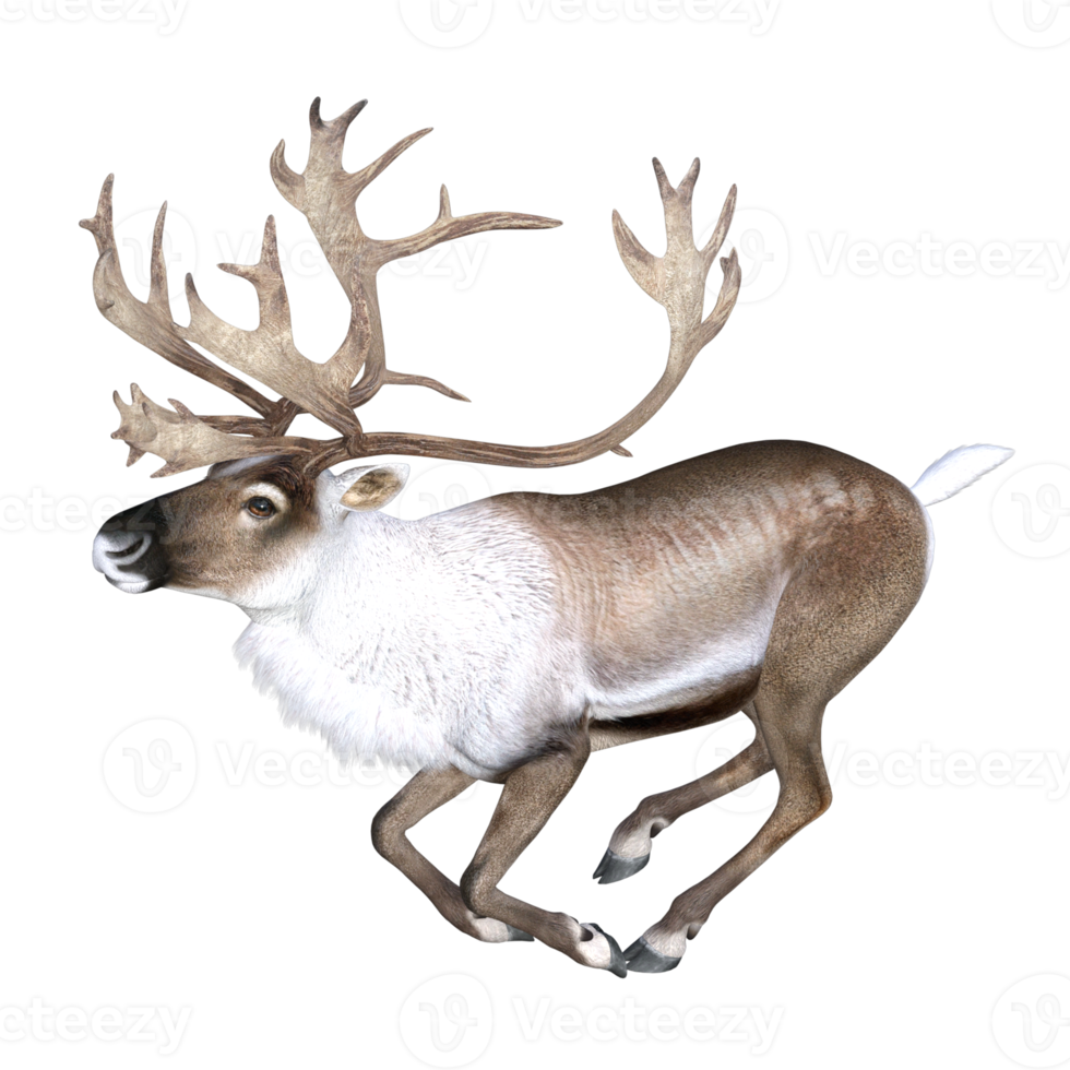 cerf isolé rendu 3d png