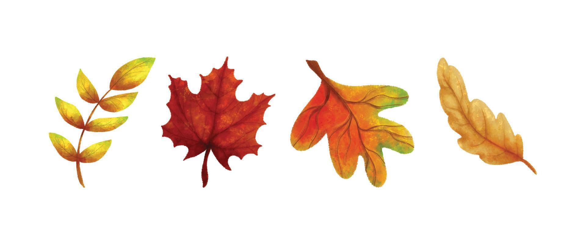 Watercolor Realistic Autumn Leaves Collection 02 vector