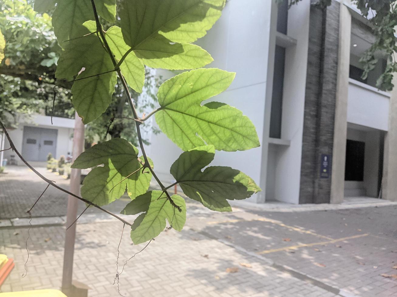 Leaves around campus photo