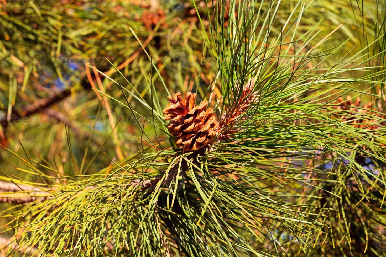 Branches of the fur-tree. photo
