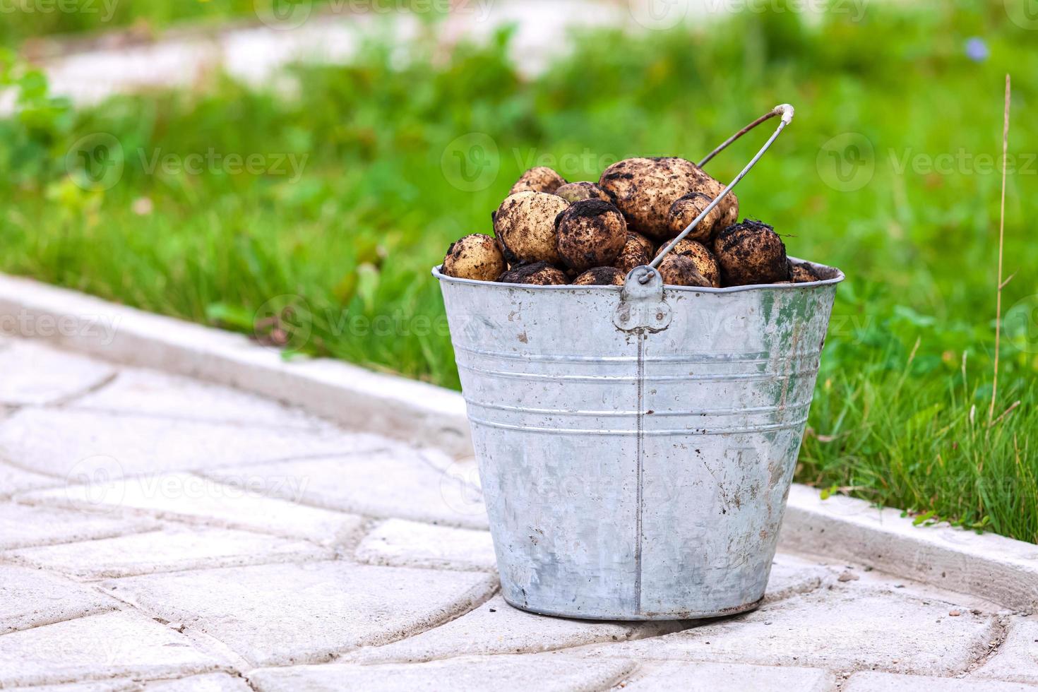 Metal bucket full of fresh potatoes photo