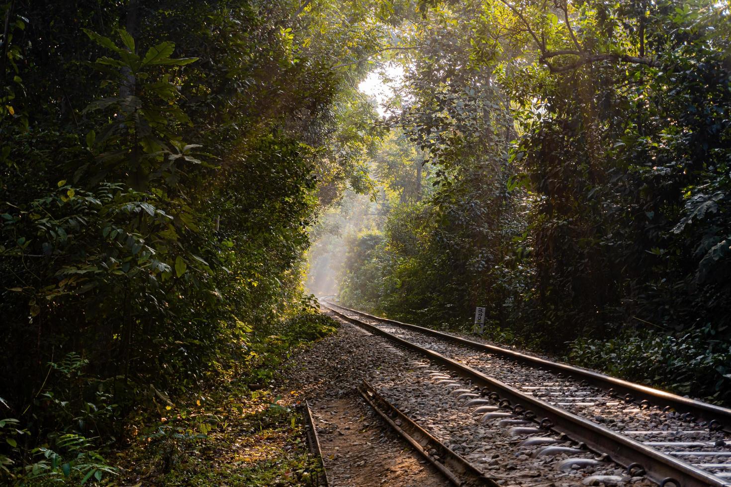 Railroad in the forest photo