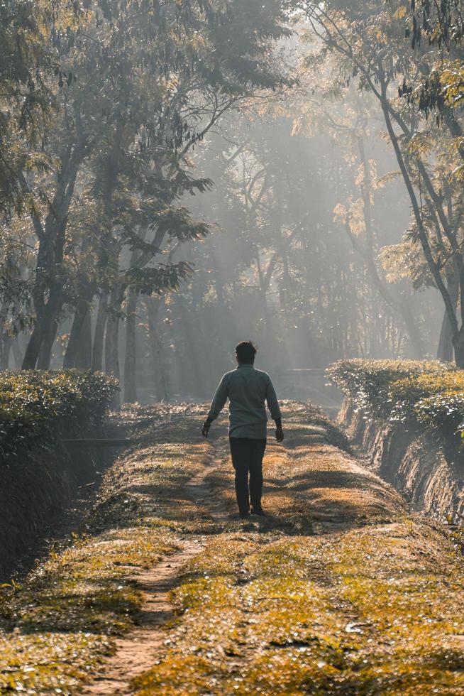 On a foggy morning, a person walking along a tree garden road photo