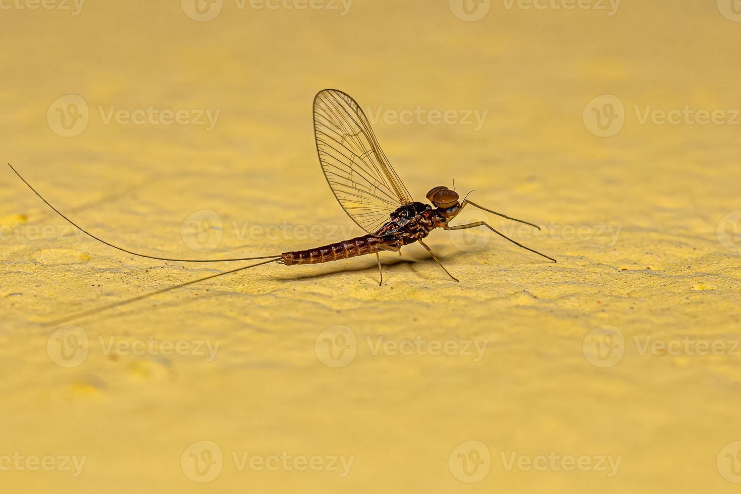 Adult Male Mayfly Insect photo