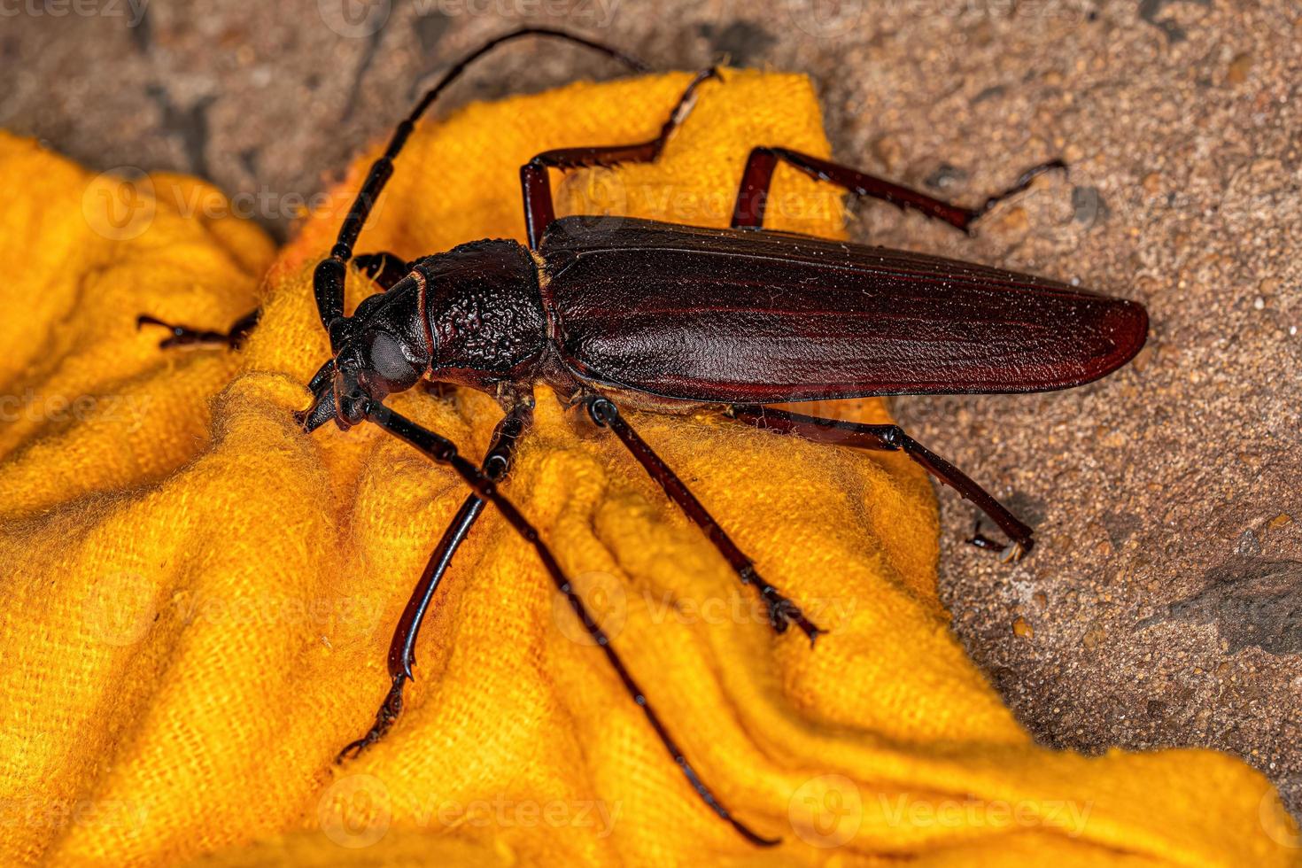 escarabajo priónido gigante adulto foto
