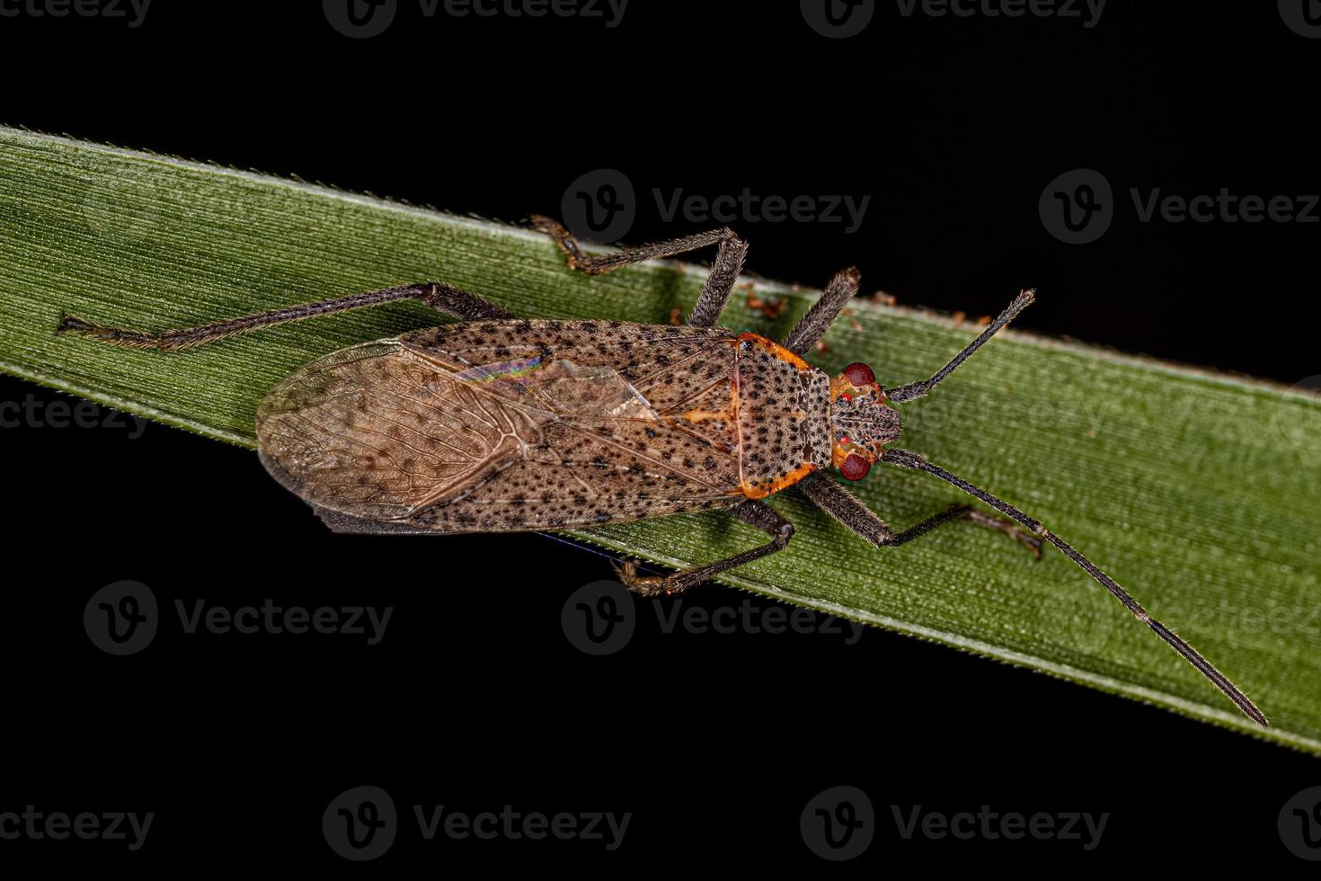 Adult Soapberry Bug photo