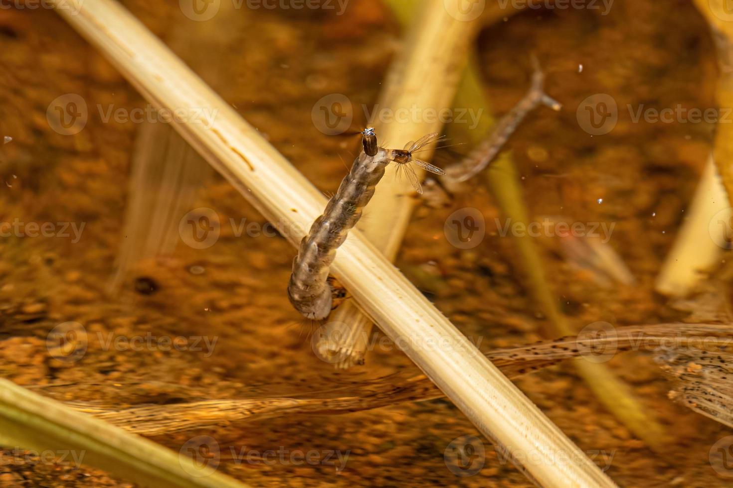 Yellow Fever Mosquito Larva photo