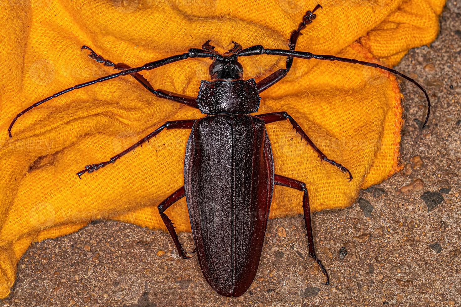 escarabajo priónido gigante adulto foto