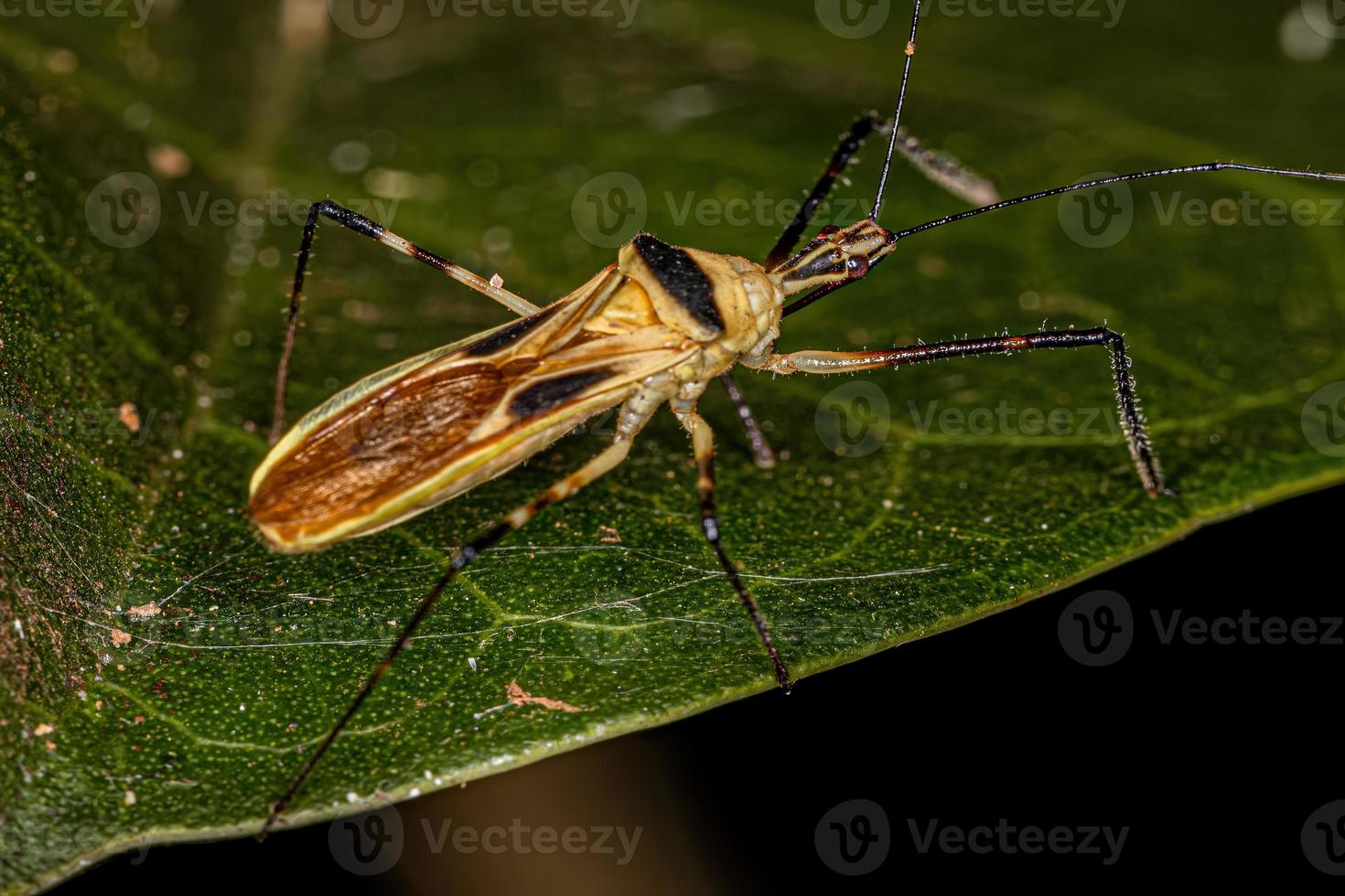 Adult Assassin Bug photo