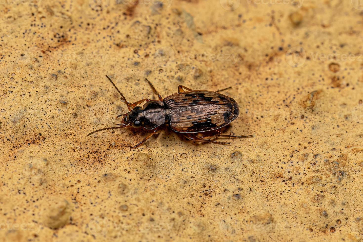 Adult Ground Beetle photo