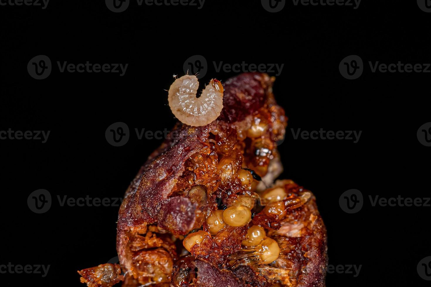 True Weevil Beetle Larva photo