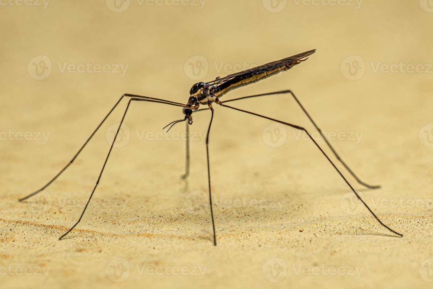 mosca grulla limonide adulta foto