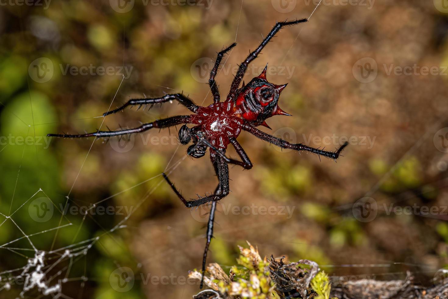 Adult Male Orbweaver photo