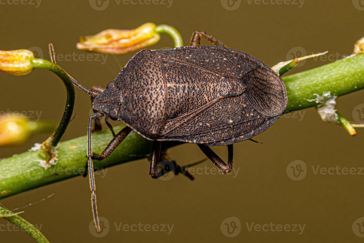 Adult Stink Bug photo