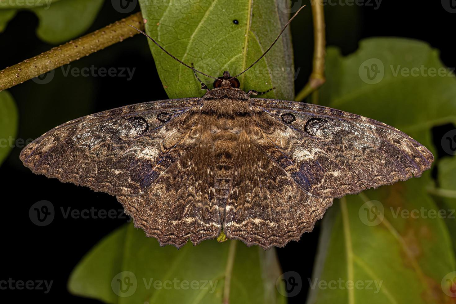 Adult Moth Insect photo