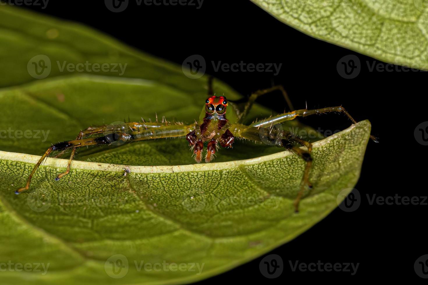 Adult Male Translucent Green Jumping Spider photo