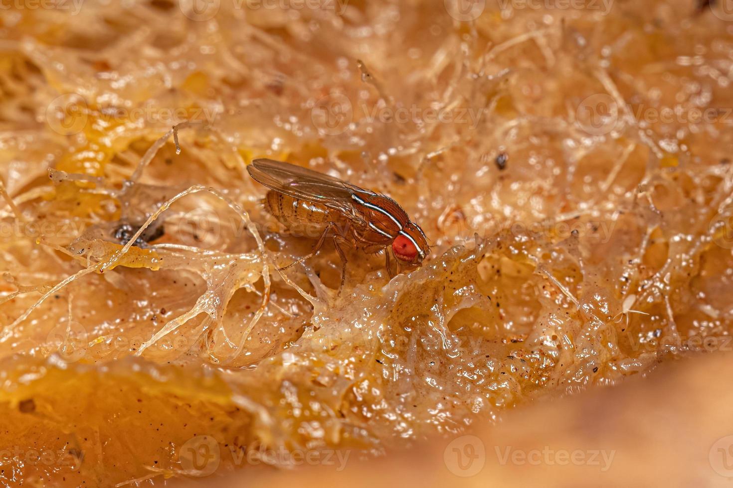 Adult African Fig Fly photo
