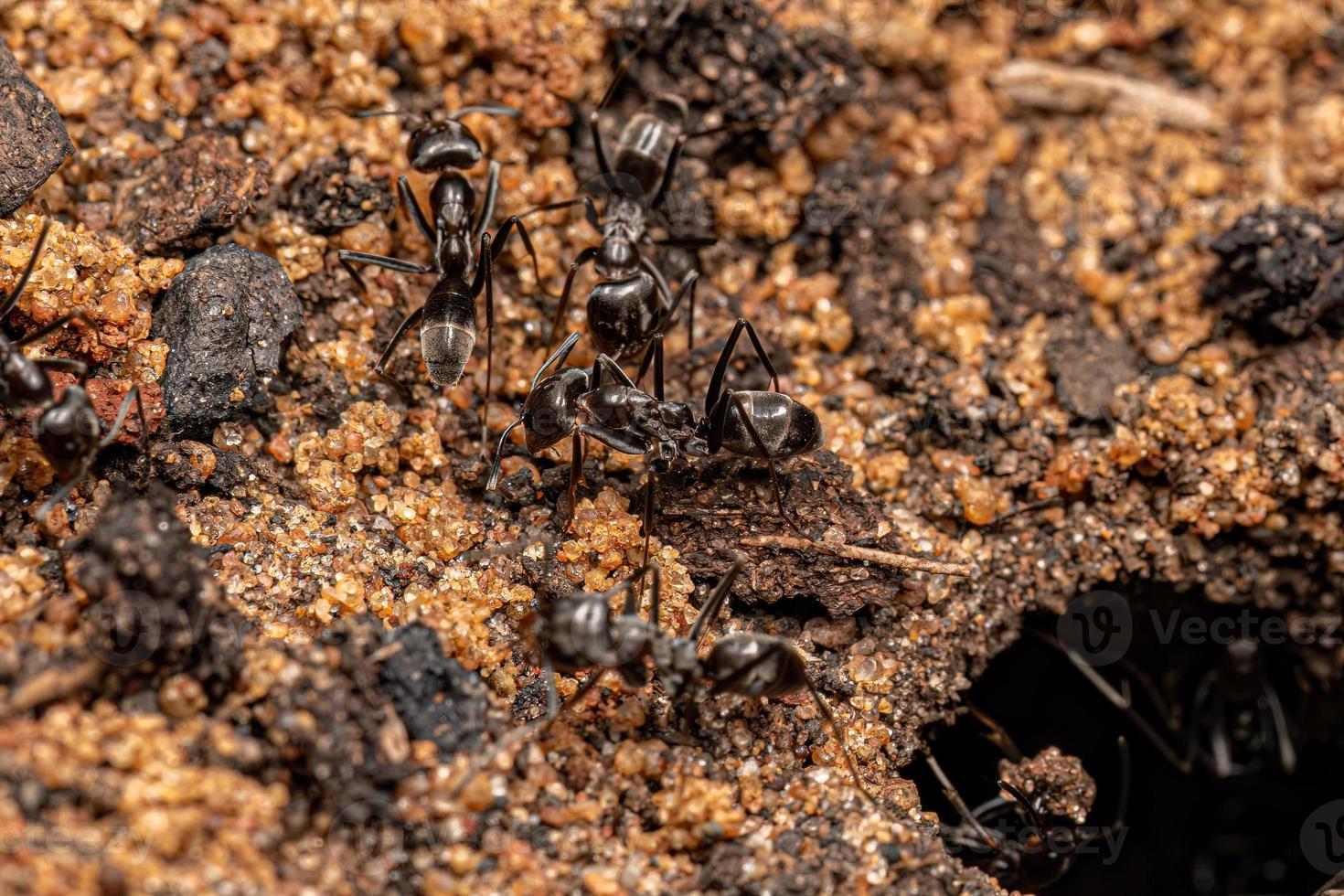 Adult Pyramid Ants photo