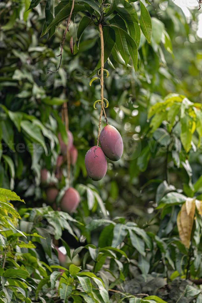 árbol de mango con frutas foto