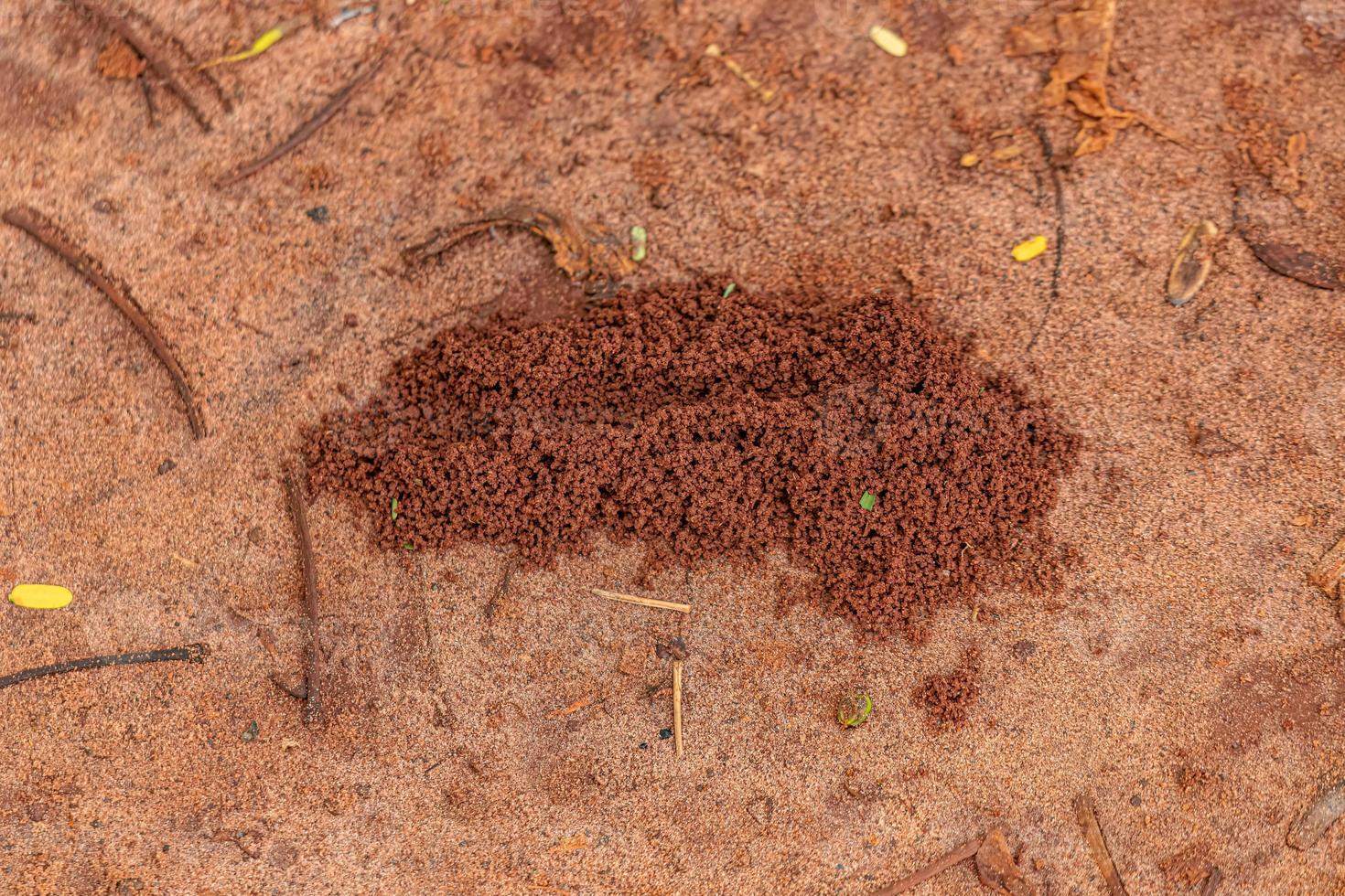 Small grained anthill entrance photo