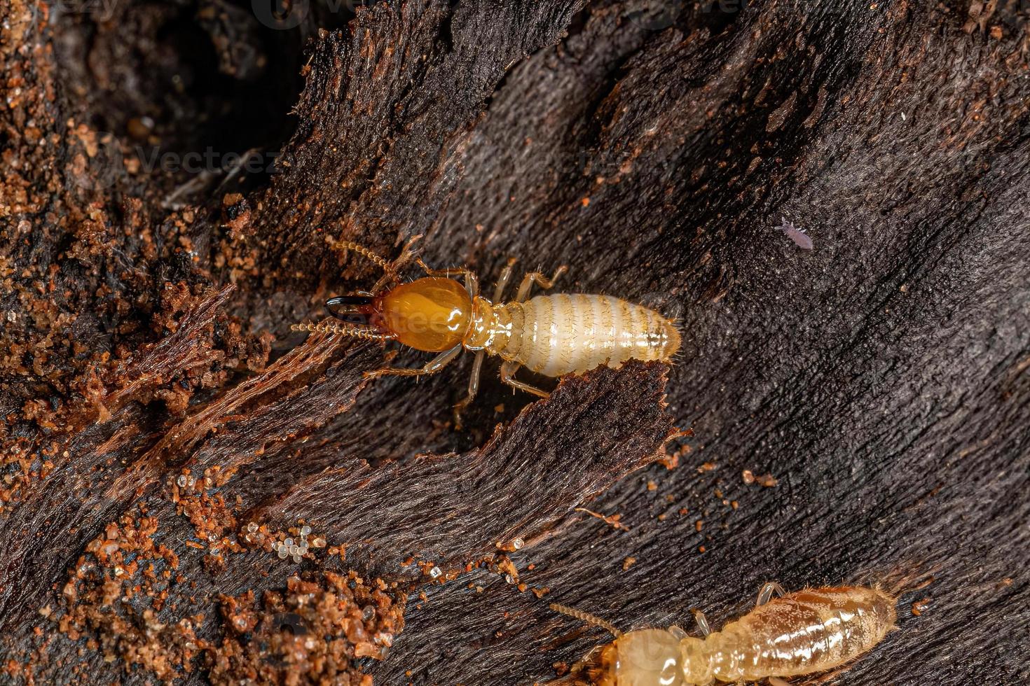 pequeño insecto termita típico foto