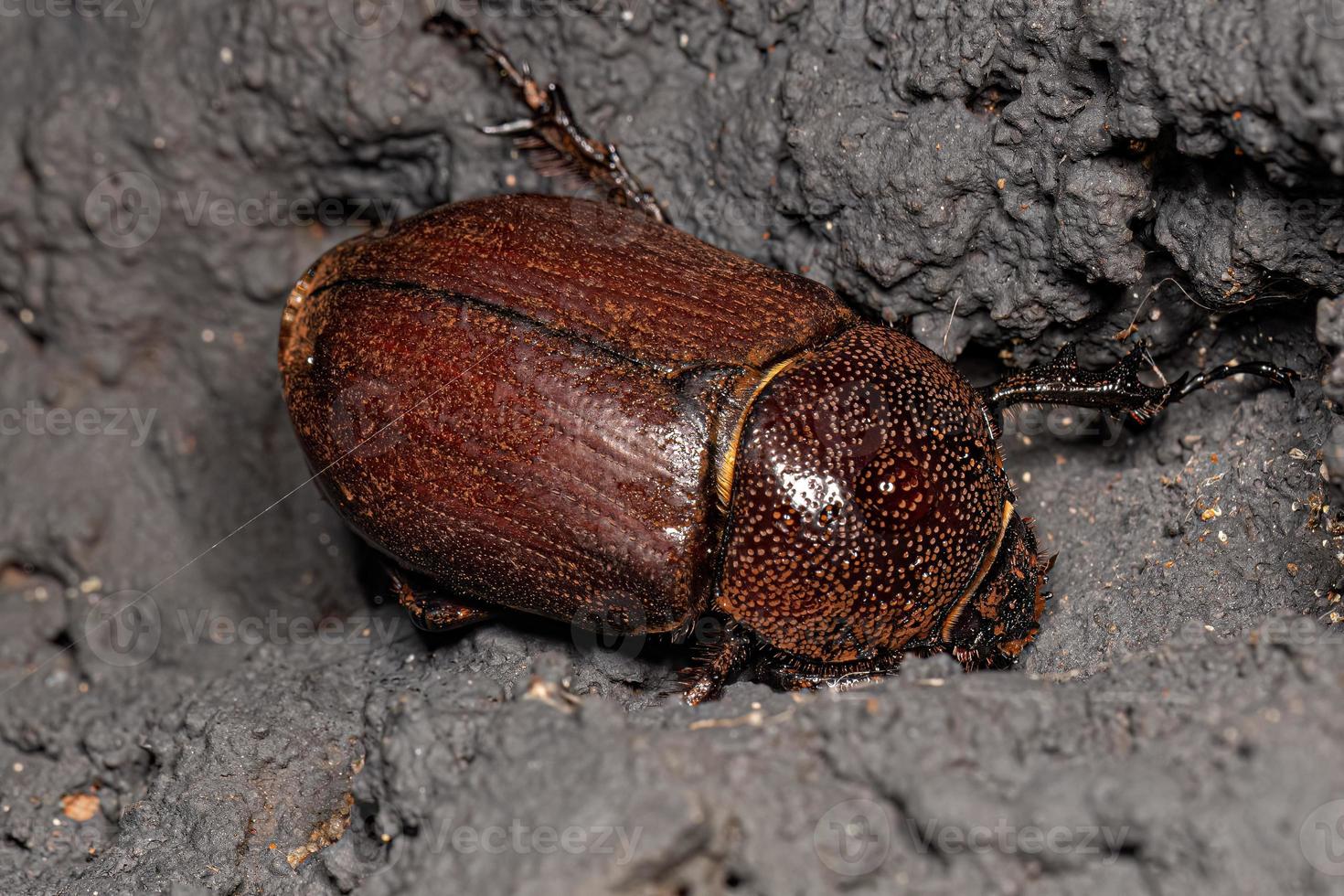 escarabajo rinoceronte hembra adulta foto