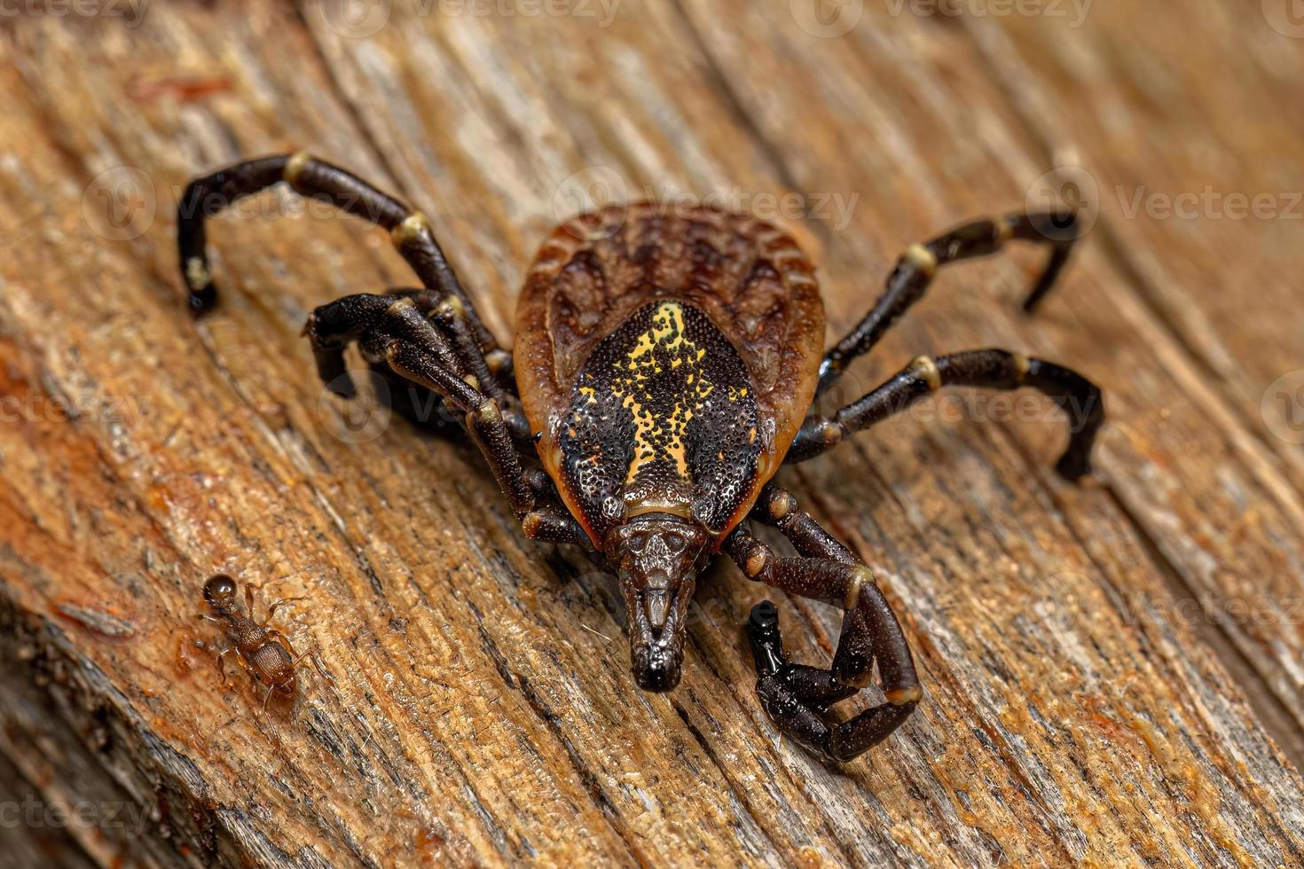 Female Adult Bont Tick photo