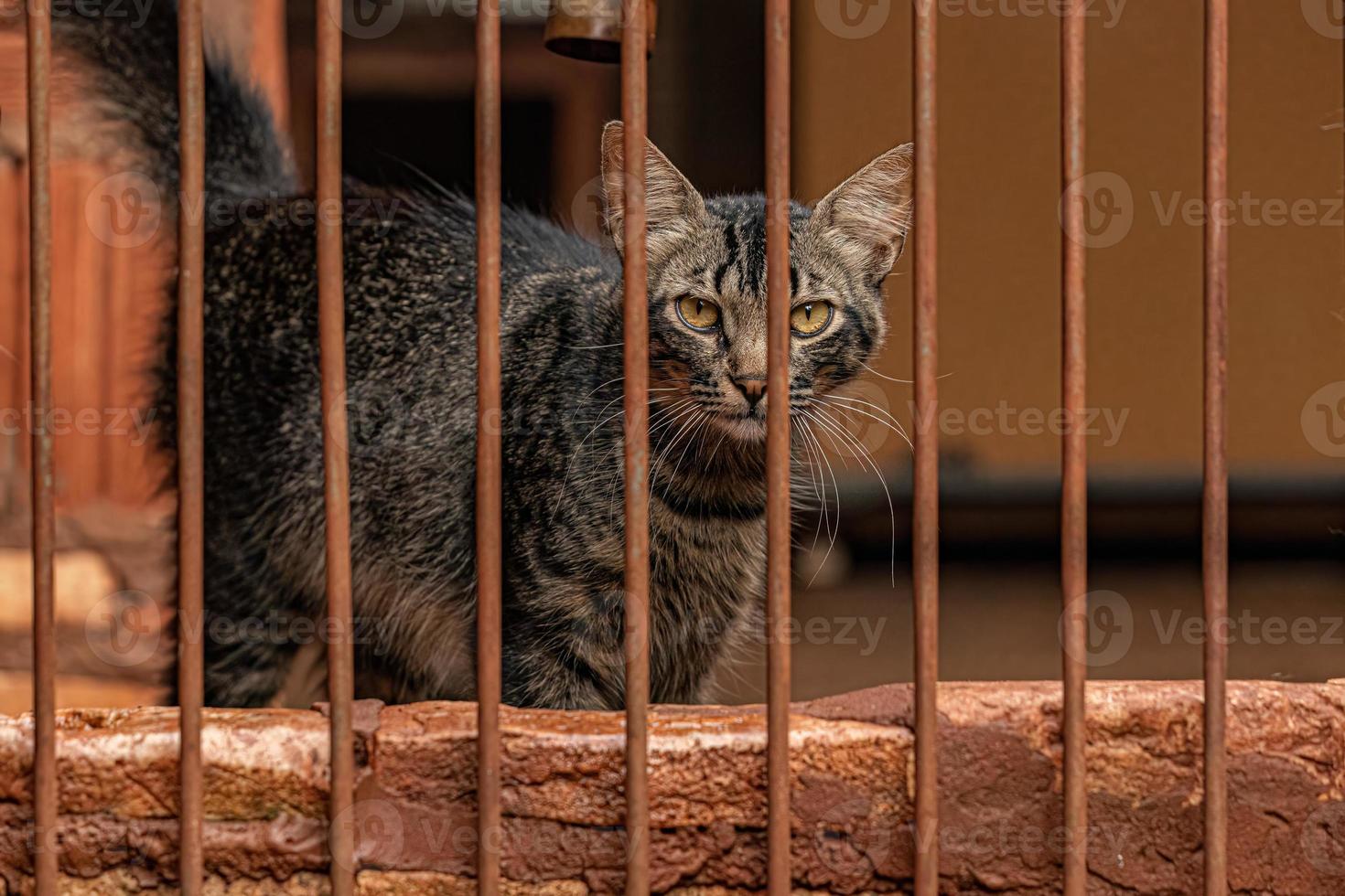 Small domestic cat photo
