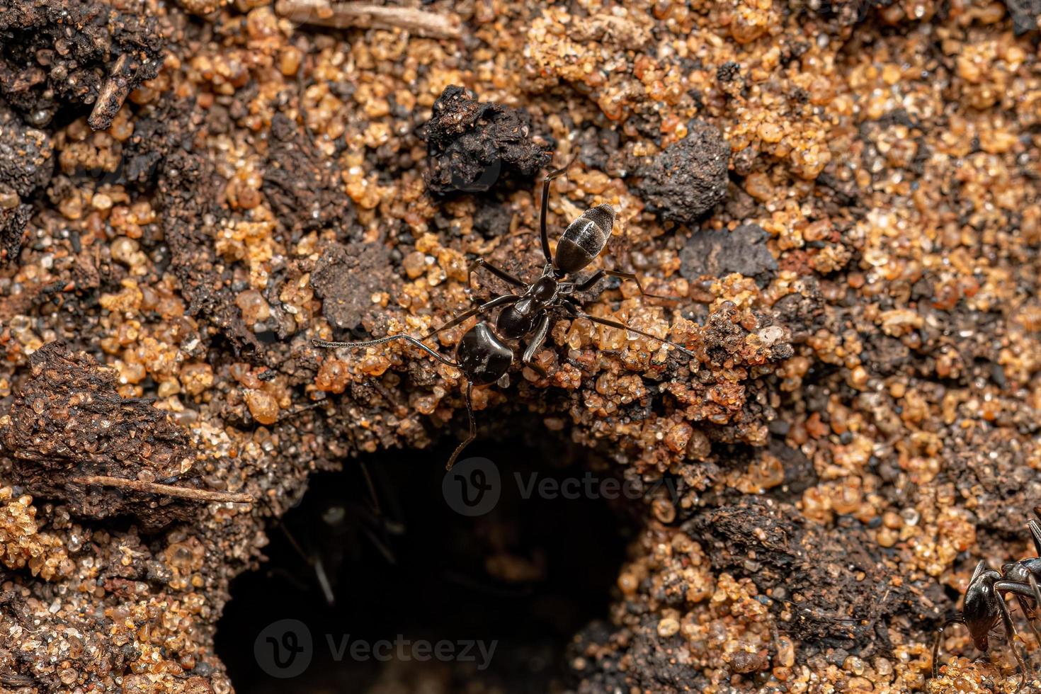 Adult Pyramid Ants photo