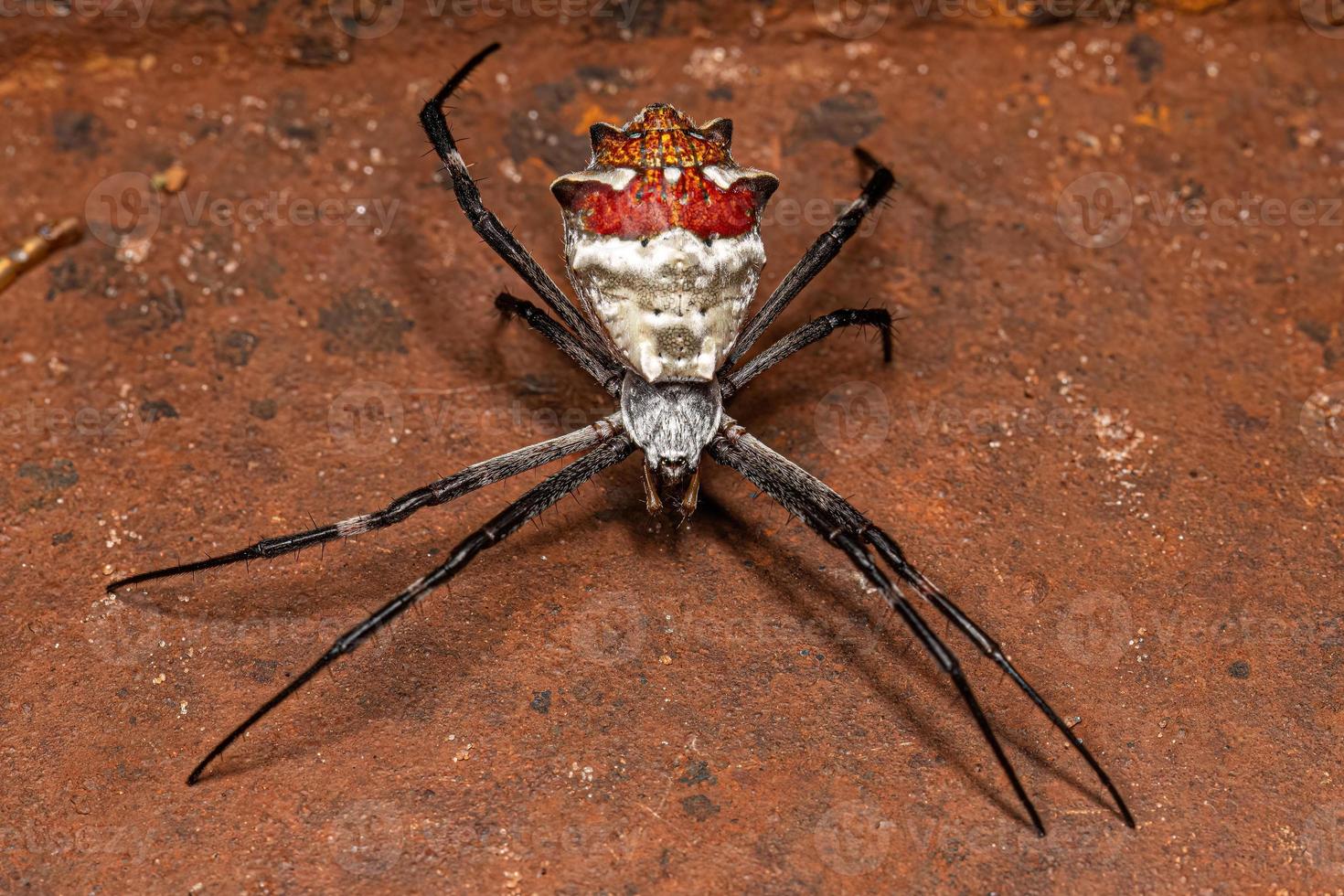 Adult Female Silver Garden Orbweaver photo