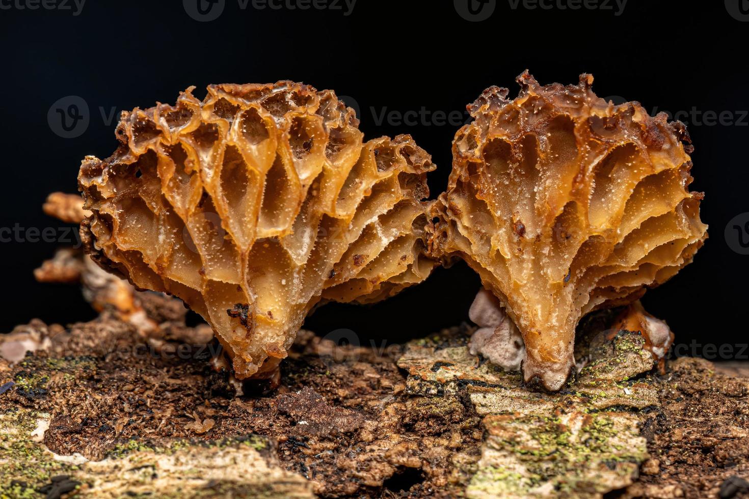Small Bracket Fungi photo