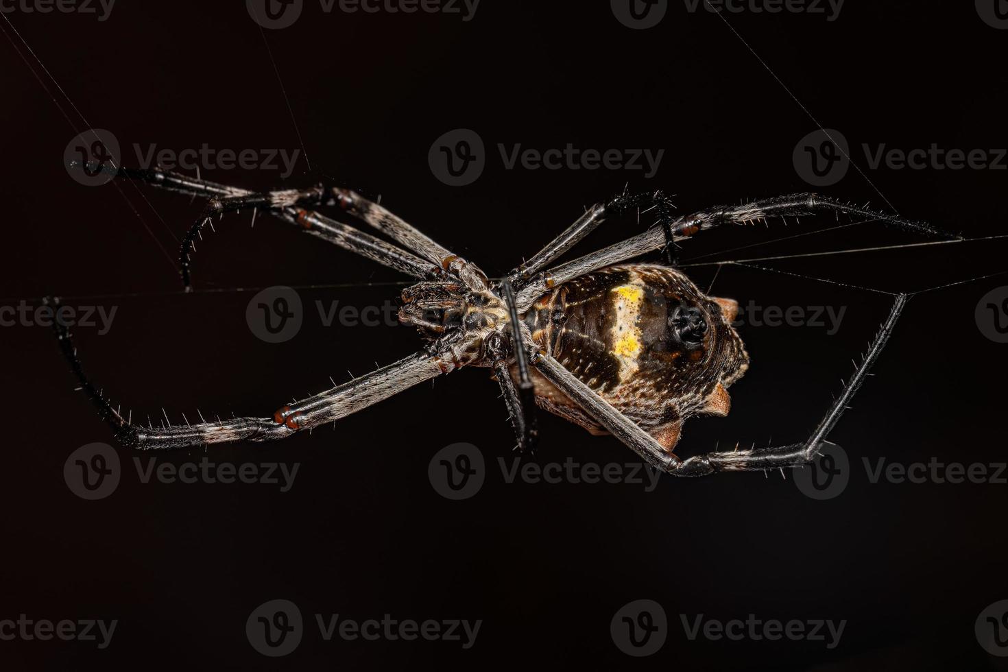 Orbweaver de jardín plateado hembra adulta foto